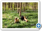 Bluebells and sticks!