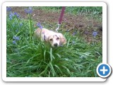 Buttercup in bluebells, West Woods