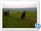 Flossy and Sandy on Giants Grave Long Barrow, Pewsey Hill