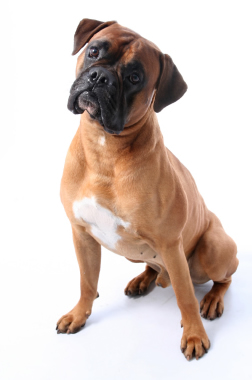 boxer dog happy to go dog walking