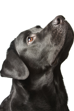 dog looking up ready for dog walk